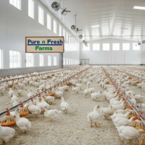 Broiler Chicken Production Consultancy